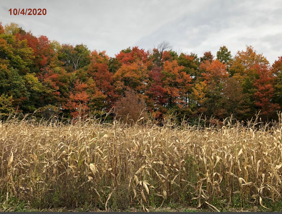 The Leaves turning over the lower feild